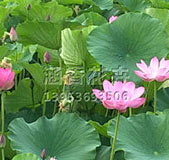 水生植物
