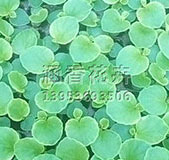 種子種苗