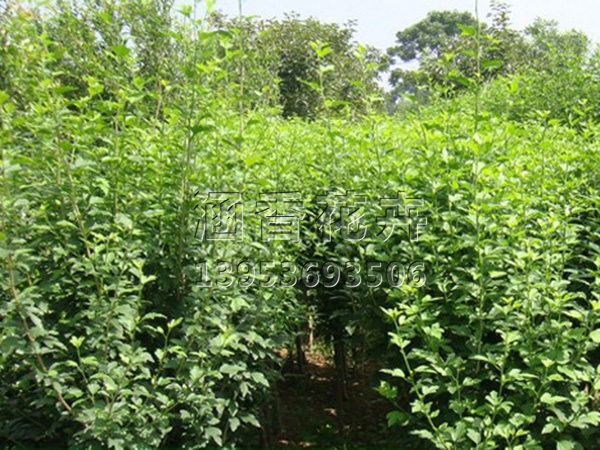 夏天苗木種植如何提高成活率？