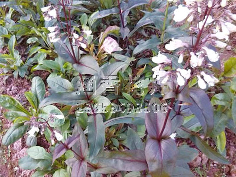 宿根花卉的應(yīng)用特性